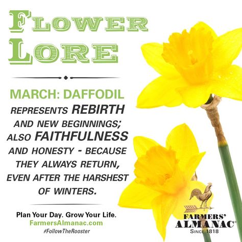 Flower Lore - March: Daffodil Friendship Symbol Tattoos, New Beginning Tattoo, March Birth Flowers, American Indian Tattoos, Farmers Almanac, Norse Symbols, Friendship Tattoos, Flower Meanings, Daffodil Flower