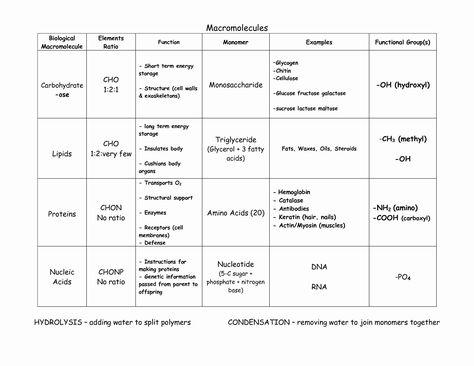 Organic Molecules Worksheet Answer Key Inspirational 14 Best Of Biology Macromolecules Worksheets and – Chessmuseum Template Library Macromolecules Biology, Biological Molecules, Biology Worksheet, Organic Molecules, Functional Group, Biology Lessons, Classroom Tools, Teaching Biology, Biology Notes