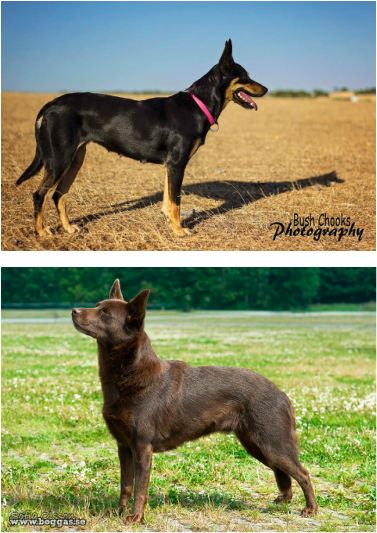 Original Working Kelpie vs. Australian Kelpie bred just for show. Working Kelpie, Service Dogs Breeds, Kelpie Dog, Australian Kelpie Dog, Dog Crossbreeds, Dog Bench, Akc Breeds, Disabled Dog, Australian Kelpie