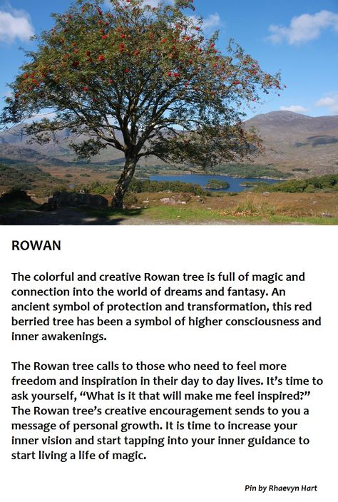 Rowan Tree Rowan Tree Meaning, Rowan Tree Aesthetic, Rowan Meaning, Rowan Tree Tattoo, Tree Meanings, Tree Identification, Rowan Tree, Sacred Tree, Tree Spirit