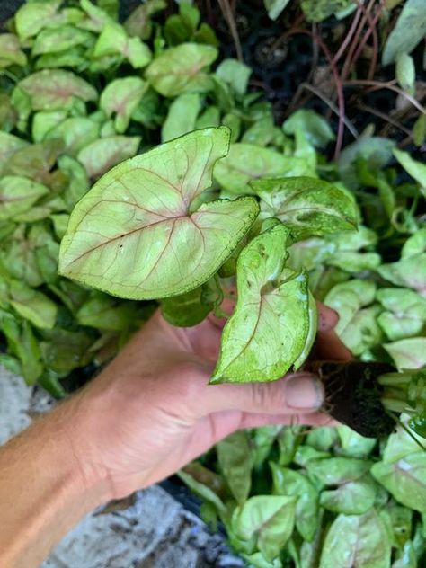 Berry Allusion Arrowhead Plant, Syngonium Plant, Hibiscus Tree, Arrowhead Plant, Plant Wishlist, Plant Clips, Merritt Island, Climbing Vines, Root System