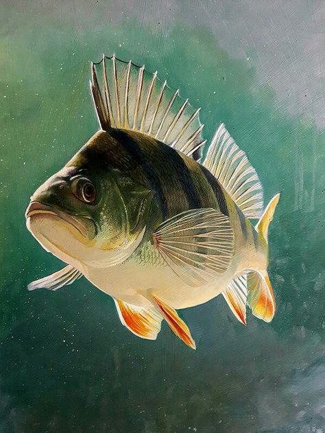 Perch ! Oil on board Walleye Painting, Perch Painting, Macan Kumbang, Perch Fish, Ikan Air Tawar, Perch Fishing, Painting Study, Fishing Art, Fish Artwork