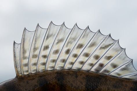 This nature stock photo features barb, spines, and nick. Fish Fins, Fish Fin, Sea Serpent, Typography Alphabet, Fish Supplies, Exotic Fish, Arte Popular, Fish Bone, Character Aesthetic