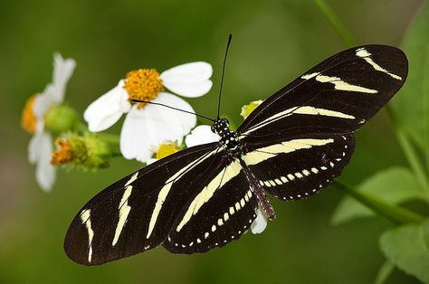 Zebra Longwing Butterfly Zebra Longwing Butterfly Tattoo, Zebra Butterfly Tattoo, Zebra Longwing Butterfly, Wrestling Tattoos, Foot Tattoo Quotes, Rosary Bead Tattoo, Zebra Butterfly, Mom Heart Tattoo, Fairchild Tropical Botanic Garden