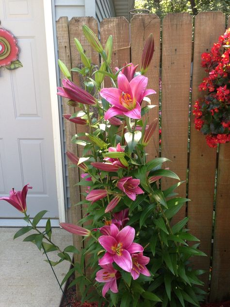 Lily tree Flowers Plants, My Flower, Lily, Plants, Flowers