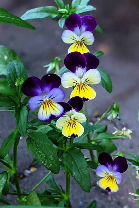 Johnny Jump Up Flowers, Nicotiana Alata, Winter Sowing, Johnny Jump Up, Jumping Jack, Mini Greenhouse, Porch Ideas, Winter Garden, Hanging Baskets