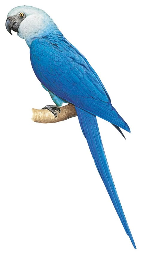 Spix Macaw, Macaw Art, Blue Macaw, Parrots Art, Butterfly Species, Macaw Parrot, Bird Theme, Love Your Pet, Tropical Birds