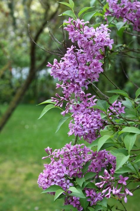 Are you wondering about lilacs and landscaping? We have five or six lilac trees on our property. They've been here for years and I love the color and the scent Mock Orange Shrub, Lilac Trees, Full Sun Shrubs, Flowering Quince, Lilac Bushes, Lilac Tree, Sun Garden, Cottage Garden Plants, Easy Landscaping