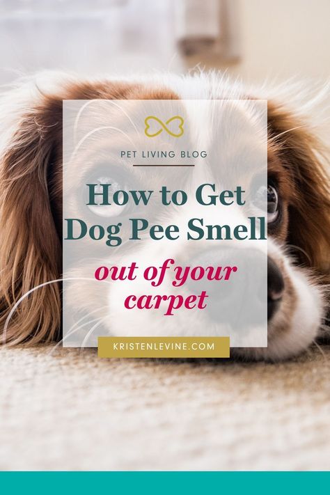 What does it really take to get rid of the smell of dog pee from your carpet? Try these 4 steps to getting rid of that pee smell for good plus 4 possible reasons your dog is peeing in the house! Dog Pee Smell, Pee Stains, Pee Smell, Enzyme Cleaner, Pet Smell, Dog Training Classes, Akita Dog, Dog Pee, Dog Brain