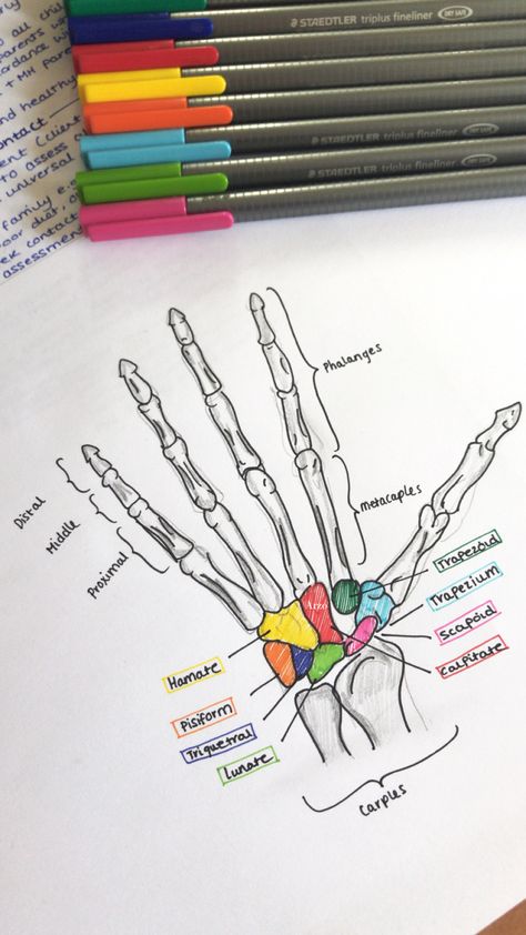 Nurse Study Notes Bones, Kinesiology Notes Aesthetic, Radiology Study Notes, Physiotherapy Study Notes, Anatomy Bones Notes, Aesthetic Med School Notes, Med School Aesthetic Study, Physiotherapy Aesthetic Notes, Doctor Tips Medical School