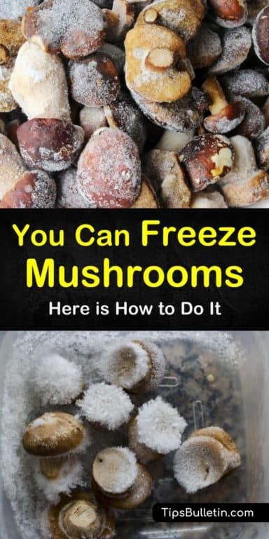 Learn how to freeze mushrooms for long-term storage. Our guide shows you how to preserve your mushrooms and gives you freezing recipes so you can enjoy them all year long. Your crock pot and chicken soups will thank you, and so will your family! #mushrooms #freezing Freeze Mushrooms How To, Frozen Mushrooms, Can I Freeze Mushrooms, Can You Freeze Fresh Mushrooms, How To Freeze Fresh Mushrooms, How To Freeze Mushrooms, Frozen Mushrooms Recipes, Can You Freeze Mushrooms, Fresh Mushrooms Recipes