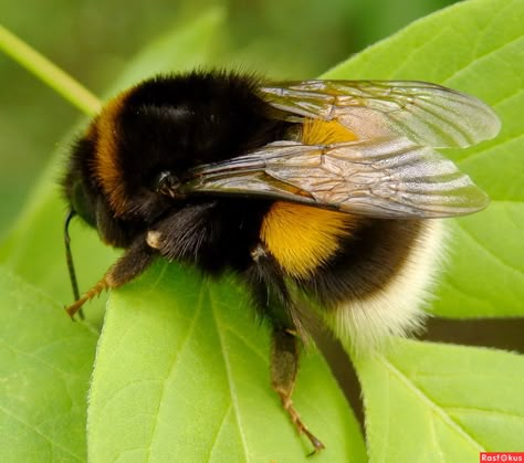 Bumble Bee Tattoo, American Traditional Tattoo Ideas, Creepy Animals, Traditional Tattoo Ideas, Bee Pictures, Bee Painting, Bee Illustration, Bees And Wasps, Bee Hives