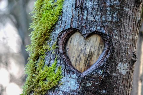 Tree Heart. Love heart carved in an old tree , #Aff, #Love, #Heart, #Tree, #tree, #carved #ad Heart Carved In Tree, Prince Wedding, Heart In Nature, Tree Heart, Kids Camp, Tree Tree, Carved Heart, Painted Hearts, Tree Carving