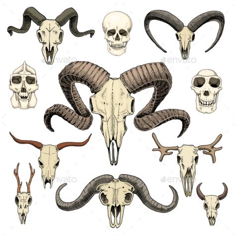 anatomy illustration. engraved hand drawn in old sketch and vintage style. skull set or skeleton. Bull and mountain goat or buffal Goat Horns Drawing Reference, Goat Skull Drawing, Animal Skull Illustration, Animal Skeleton Drawing, Mountain Goat Skull, Bull Skeleton, Horn Illustration, Animal Skull Drawing, Tato Salib