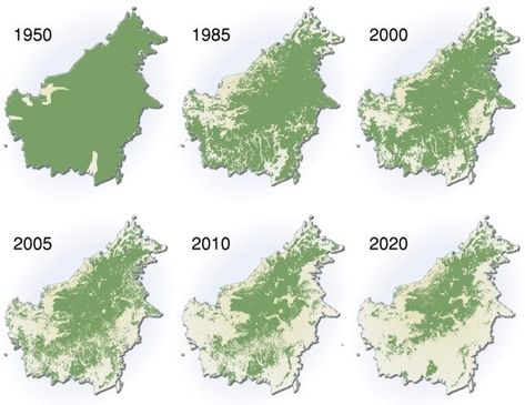 Deforestation of the Amazon Rainforest past and into the future. Do you like breathing. Better wake up now. Rainforest Deforestation, Rainforest Biome, Amazon Deforestation, Save Our Earth, Environmental Awareness, Amazon Rainforest, Tree Hugger, Environmental Issues, Save Earth