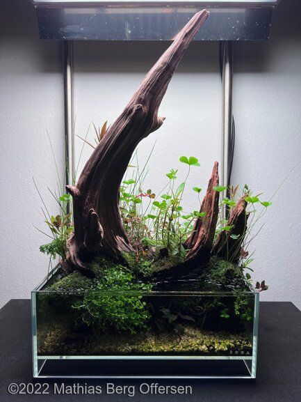 Micro Aquascape, Shallow Aquarium, Another Green World, Green Wall Garden, Snail Tank, Wabi Kusa, Biotope Aquarium, Fish Tank Terrarium, Nano Aquarium