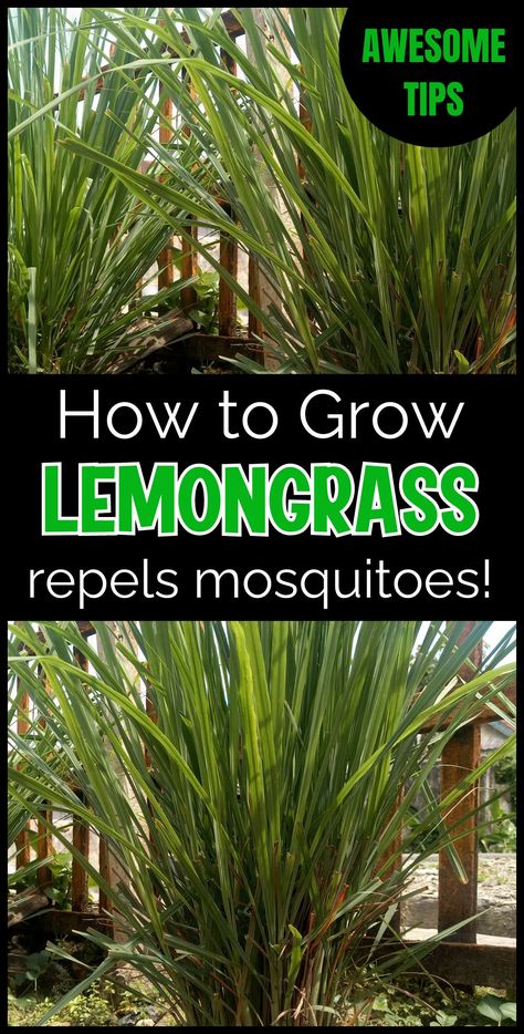 Incorporate lemongrass into your landscaping ideas. Find out how this aromatic grass can enhance your garden beds and front yard landscaping. Lemongrass Landscaping, Lemon Grass Plant Patios, Lemon Grass Plant, Lemongrass Recipes, Grow Lemongrass, Lemongrass Plant, Mosquito Plants, Mosquito Repelling, Inground Pool Landscaping