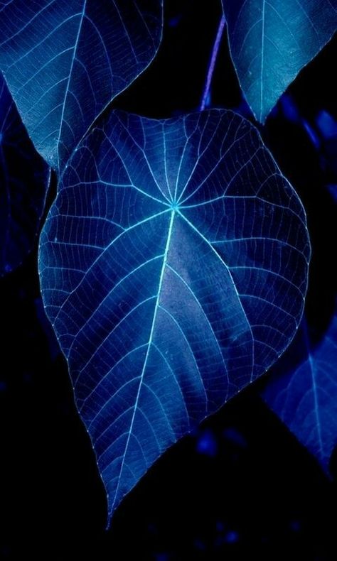 My kid's were looking for blue leaves Charcoal Drawings, Shade Plants, Blue Leaves, Feeling Blue, Love Blue, Shade Garden, Blue Aesthetic, Indigo Blue, Blue Hues