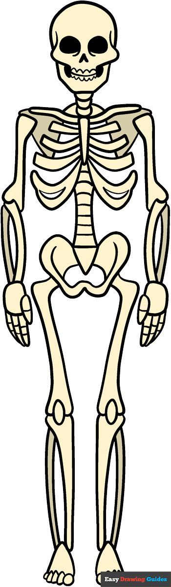 Learn How to Draw a Skeleton: Easy Step-by-Step Drawing Tutorial for Kids and Beginners. See the full tutorial at https://easydrawingguides.com/how-to-draw-a-skeleton/ . Scelotin Drawing Easy, Skeleton Sketch Easy, How To Draw Skeleton, Skeleton Art Simple, Skeleton Art Drawing Easy, Skeleton Drawing Simple, Skeleton Body Drawing, Easy Skeleton Drawing, Skeleton Drawing Reference