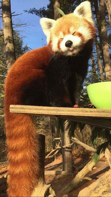 Red Panda Cute, Dream Pet, Red Pandas, Pretty Animals, Cute Animals Images, Silly Animals, Fluffy Animals, Cute Wild Animals, Cute Animal Photos