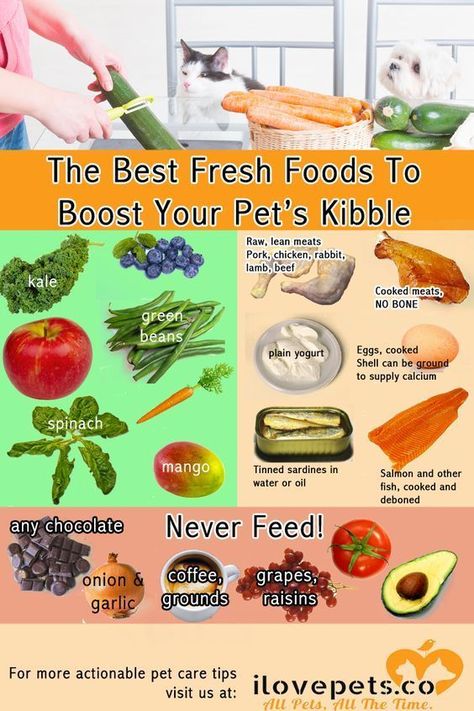 Things To Add To Dry Dog Food, Raw And Kibble Diet, Things To Add To Dog Food, Things To Add To Dog Kibble, Best Kibble For Dogs, Additives For Dog Food, Adding Fresh Food To Kibble, Things To Add To Your Dogs Dry Food, What Can I Add To My Dogs Dry Food