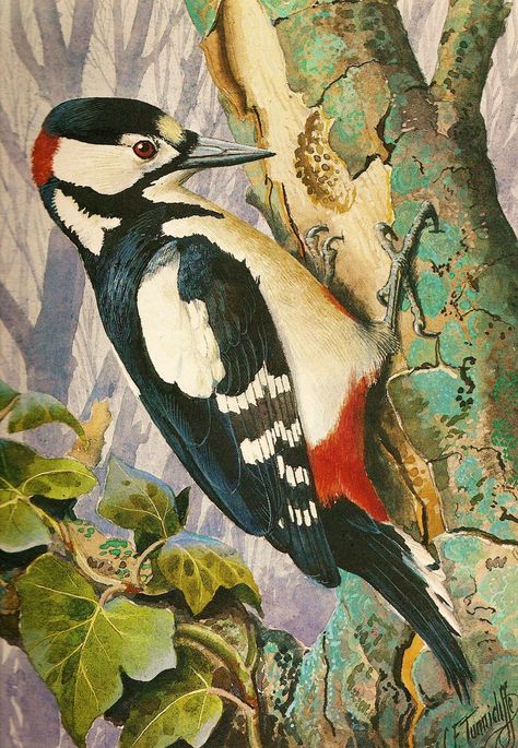 Great spotted woodpecker by Charles Tunnicliffe Woodpecker Painting, Woodpecker Illustration, Woodpecker Art, Great Spotted Woodpecker, Spotted Woodpecker, Birds Art, Woodpeckers, Wildlife Paintings, Bird Artwork