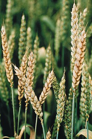 barley Barley Plant, Beer Room, Sunflower Garden, Thanksgiving Holiday, Beauty Shots, Christmas Thanksgiving, Barley, Sunflower, Natural Hair Styles