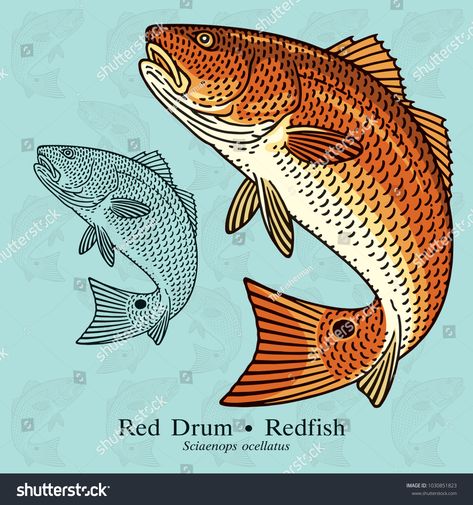 Red Drum, Redfish. Vector illustration with refined details and optimized stroke that allows the image to be used in small sizes (in packaging design, decoration, educational graphics, etc.)refined#illustration#optimized#details Red Fish Drawing, Redfish Drawing, Redfish Tattoo, Redfish Art, Red Drum Fish, Fish Board, Cow Skull Art, Watercolour Ideas, Fish Clipart