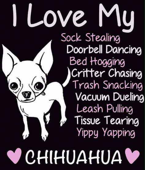 Truth! Chihuahua Quotes, Chihuahua Training, Dogs Chihuahua, Baby Chihuahua, Chihuahua Mom, Chihuahua Funny, 강아지 그림, Chihuahua Lover, Cute Chihuahua