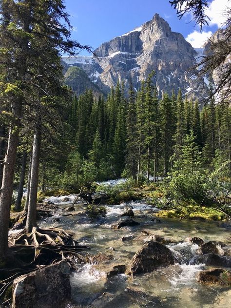 Lake Moraine, Mountain Landscape Photography, Landscape Photography Tips, Forest Landscape, Banff National Park, Landscape Pictures, Beautiful Places In The World, Alam Yang Indah, Mountain Landscape