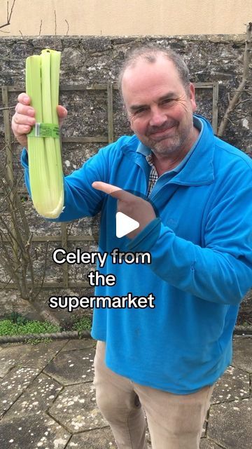 Grow Celery From Scraps, How To Grow Celery, Grow Celery, Growing Celery, Raised Gardens, Garden Herbs, Garden Hacks, Growing Veggies, Gardening Hacks