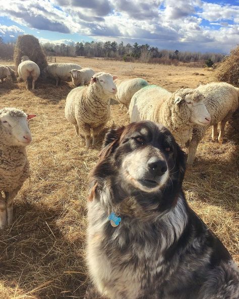 Sheep Dog Aesthetic, Livestock Dogs, Livestock Dog, Shepherd Aesthetic, Best Farm Dogs, Farm Livestock, Sheep Ranch, Spanish Mastiff, Dog Farm