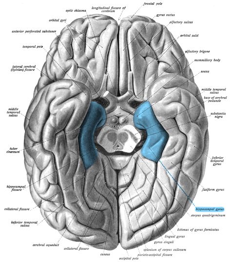 The parahippocampal gyrus is a grey matter cortical region of the brain that surrounds the hippocampus and is part of the limbic system. The region plays an important role in memory encoding and retrieval. It has been involved in some cases of hippocampal sclerosis.[2] Asymmetry has been observed in schizophrenia.[3] Hippocampus Brain, Neuron Structure, Neurology Nursing, Spinal Fluid, Brain Images, Grey Matter, Limbic System, Brain Anatomy, Anatomy Sketches