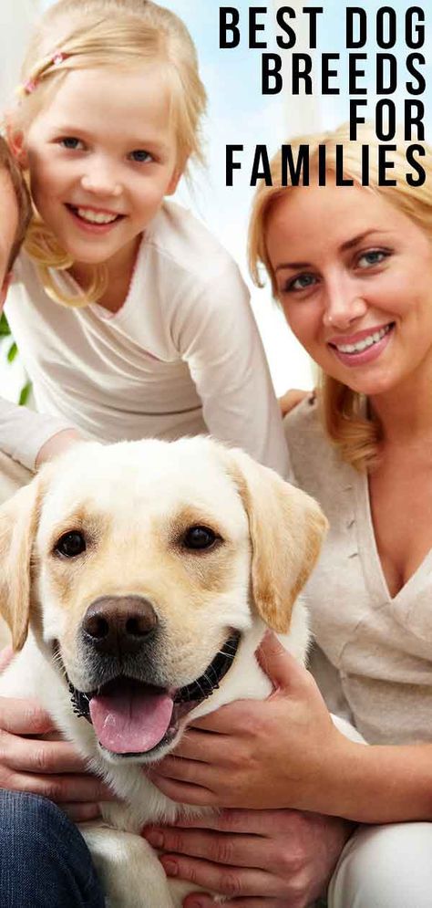 Best Dog Breeds For Families Family Photos With Pets, Small Family Dogs, Best Family Dogs, Photos With Pets, Dog Breeds For Families, Best Family Dog Breeds, Lazy Dog Breeds, Family Dogs Breeds, Family Friendly Dogs