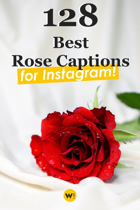 Red Rose Captions For Instagram, Red Roses Quotes Beauty, Rose Flower Captions For Instagram, Roses Quotes Inspirational, Rose Quotes Love, Rose Quotes Poetry, Flower Quotes Instagram, Red Roses Quotes, Quotes About Roses