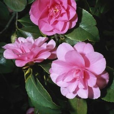 Camellia Plant, Garden Vines, Garden Shrubs, Camellia Flower, Flowering Shrubs, Evergreen Shrubs, Propagating Plants, Growing Flowers, Trees And Shrubs