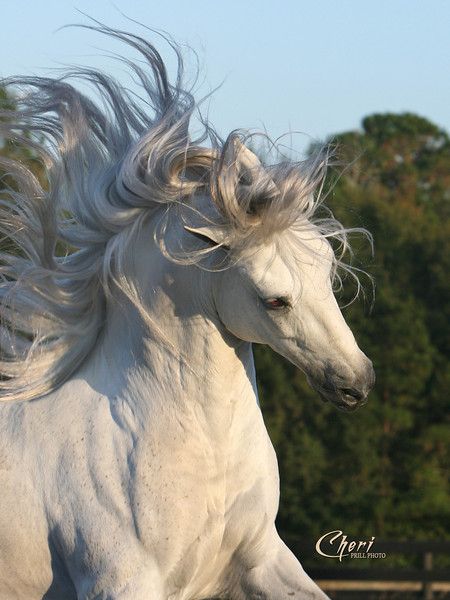 Ahal Teke, Rasy Koni, Most Beautiful Horses, Majestic Horse, Animale Rare, All The Pretty Horses, Arabian Horses, White Horses, Horse Photos