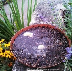 Butterfly Feeder, Bees And Butterflies, Butterfly House, Drinking Fountain, A Safe Place, Wildlife Gardening, Pollinator Garden, Wildlife Habitat, No Rain