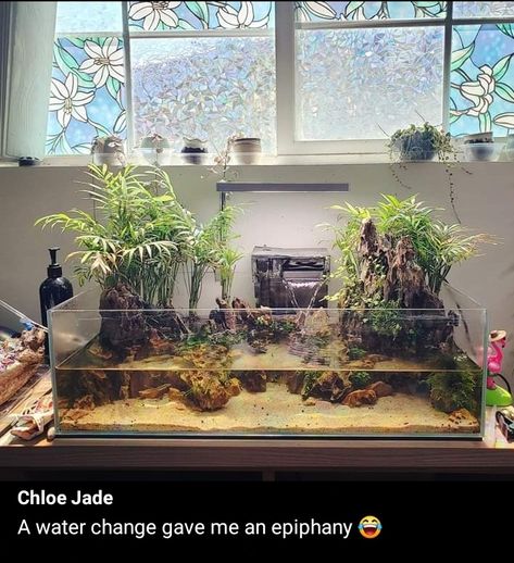 Shallow Aquarium Aquascape, Shallow Tank Aquascape, Frog Terrarium, Fish Tank Themes, Freshwater Aquarium Plants, Fish Tank Terrarium, Plants In Jars, Aquascape Design, Fishing Room