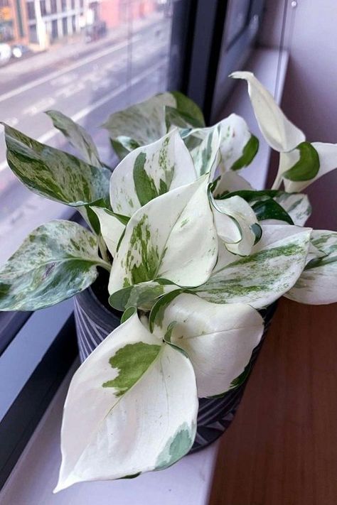 How to Grow Snow Queen Pothos | Snow Queen Pothos Care Manjula Pothos, Pothos Plant Care, Plant Goals, Plant Care Houseplant, Inside Plants, Pothos Plant, Variegated Plants, Fast Growing Plants, Plant Aesthetic