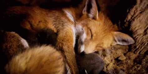 Red Fox GIF - Red Fox Cute - Discover & Share GIFs Cuddling Gif, Fox Gif, Sleeping Gif, Red Fox, Cool Pets, Narnia, Cute Little Animals, Animal Gifs, Spirit Animal