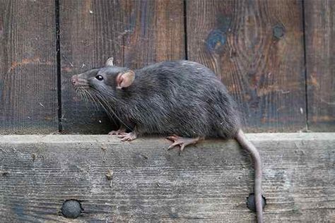 Greater Houston Texas Insect & Rodent Identification Guide Roof Rats, Norway Rat, Brown Rat, Rats And Mice, Rat Control, Getting Rid Of Mice, Carpenter Ant, Pest Prevention, Rodent Control