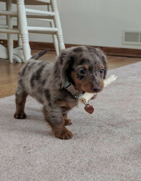 Daschund Puppies, Dog Aesthetic, Cute Dogs Images, Very Cute Puppies, Super Cute Puppies, Dapple Dachshund, Cute Animals Puppies, Very Cute Dogs, Cute Dog Pictures