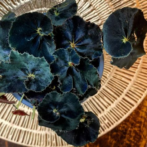 Begonia Black Fancy black plant on Thursd Black Begonia, Purple Passion Plant, Rex Begonia, Dreamy Flowers, Nerve Plant, Blueish Purple, Plants Care, Shipping Plants, Air Purifying Plants