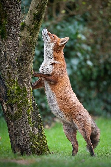 Mountaineer-Lawrie-Brailey-29-8-2014-73941-4 | Native 2014 | Marwell Wildlife Connecting people with nature | Flickr Fox Standing, Maned Wolf, Fabulous Fox, Red Foxes, Adorable Creatures, Raccoon Dog, African Wild Dog, Fox Pictures, What Does The Fox Say