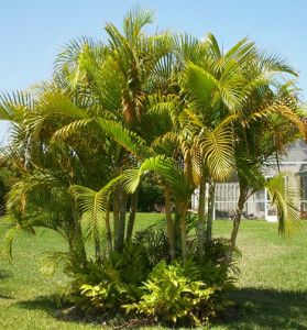 Mature Areca Palms Butterfly Palm, Dypsis Lutescens, Bamboo Palm, Seed Starting Mix, Areca Palm, Potted Houseplants, Tree Seeds, Enjoy Time, Growing Indoors