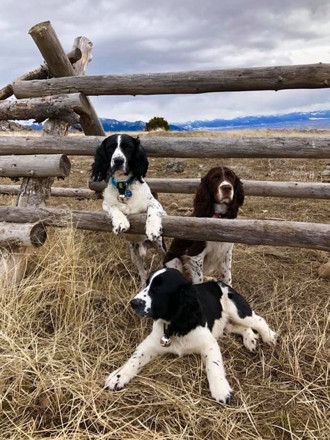 Springer Spaniel Aesthetic, Working Springer Spaniel, Bird Dog Training, Springer Puppies, Working Spaniel, Springer Spaniel Puppy, Springer Spaniel Puppies, Dream Pet, Spaniel Art