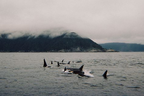 Orcas off the coast of Sitka, Alaska.  The only performance I want to see from an orca is as it glides freely across the surface of the sea. Orca Whales, Marine Mammals, Killer Whales, Whale Watching, In The Ocean, Ocean Life, Whales, Marine Life, Sea Creatures