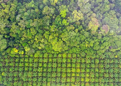 World leaders signed a 10-point plan to protect the planet. Rainforest Deforestation, Crooked Forest, Pisgah National Forest, Cattle Farming, Architecture Model House, Country Signs, Earth Surface, Remote Island, Architecture Rendering