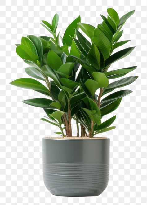 Hotel Plants, Vase Png, Flowers Bucket, Flower In Vase, Plant Png, Vase Plant, Leaf Vase, Png Flower, Flower Bucket